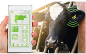 Webinar melkveepicnic